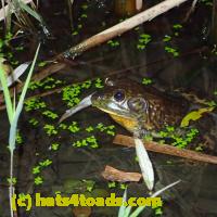 /home//u458753944/public_html/sourcegallery///Frogs/More bullfrogs/PB010790.JPG